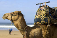 Zum Vergrößern klicken ! (Strandbild Agadir)